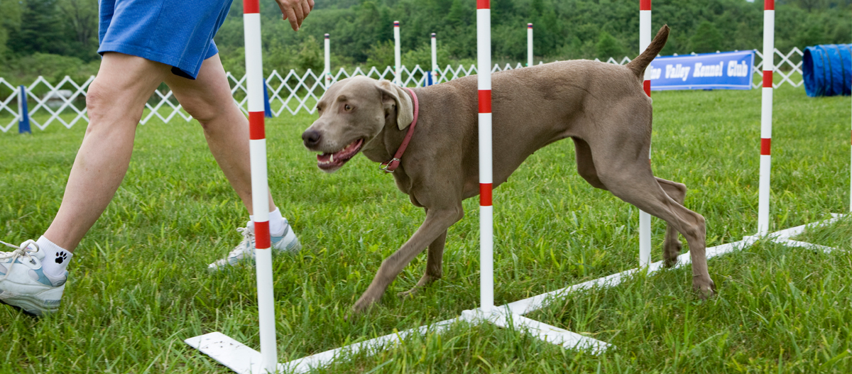 Weimaraner Hund beim Agility-Training, der durch Slalomstangen auf einer grünen Wiese läuft, begleitet von einer Person in blauen Shorts.