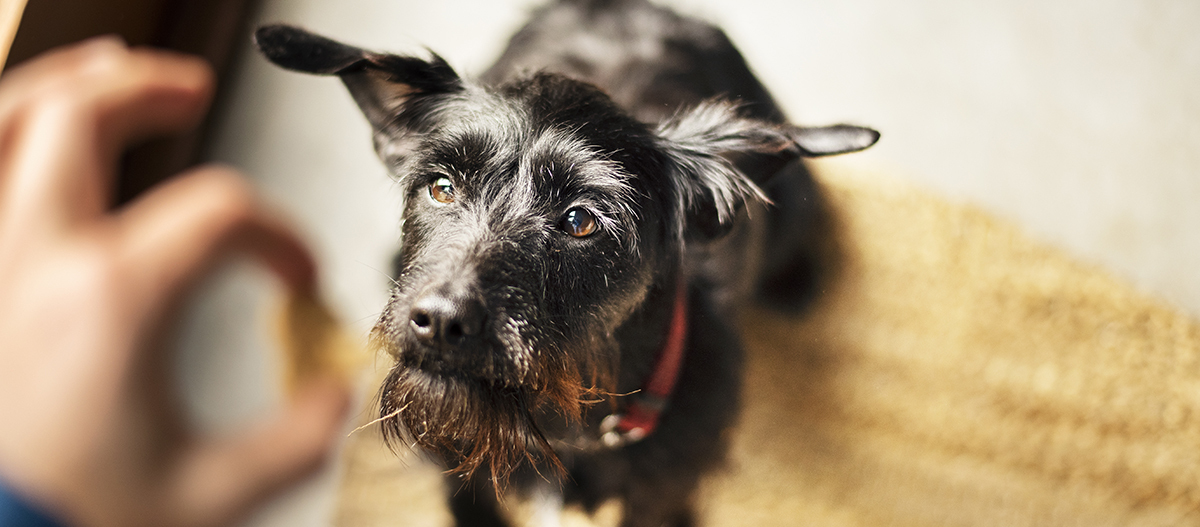 Hund sitzt und wartet auf Belohnung