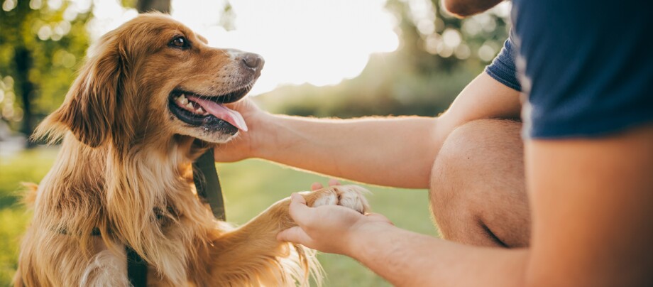 Hund sitzt auf Wiese und gibt Mann Pfote Glücklicher brauner Hund, der im Park sitzt, während eine Person seine Pfote hält und ihn streichelt