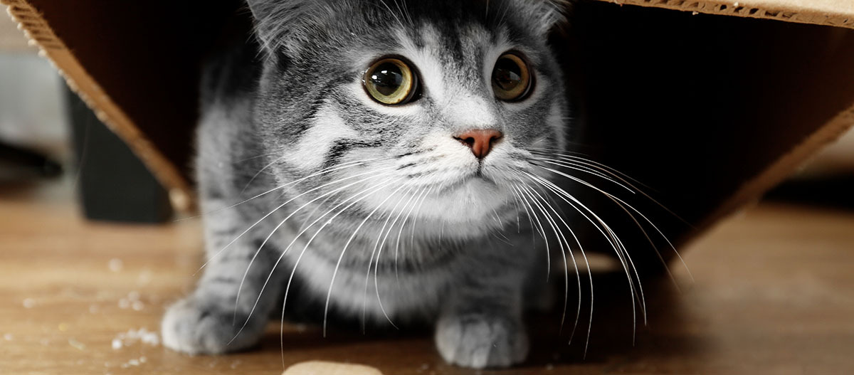 Nahaufnahme einer neugierigen grauen Tabby-Katze mit gelben Augen, die unter einem Karton hervorschaut.