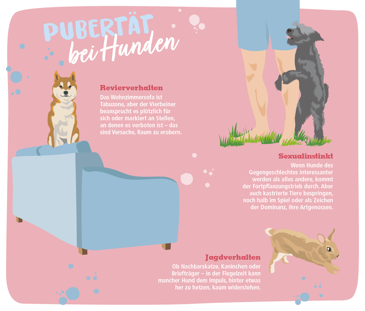 Illustration über Pubertät bei Hunden mit Erklärungen zu Revierverhalten, Sexualinstinkt und Jagdverhalten.