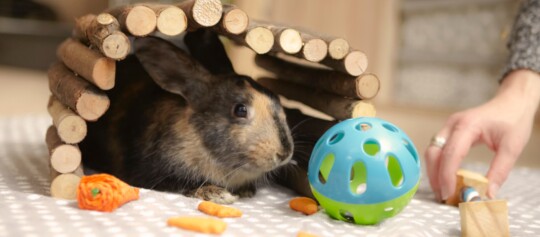 Ein Kaninchen sitzt in einem Kleintierhaus und guckt auf Kleintierspielzeug.