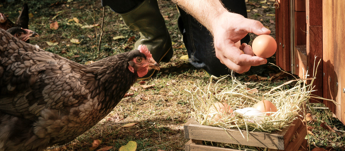 Ein neben einem Huhn stehender Mensch nimmt ein Ein aus einem Hühnernest. Ein neben einem Huhn stehender Mensch nimmt ein Ein aus einem Hühnernest.