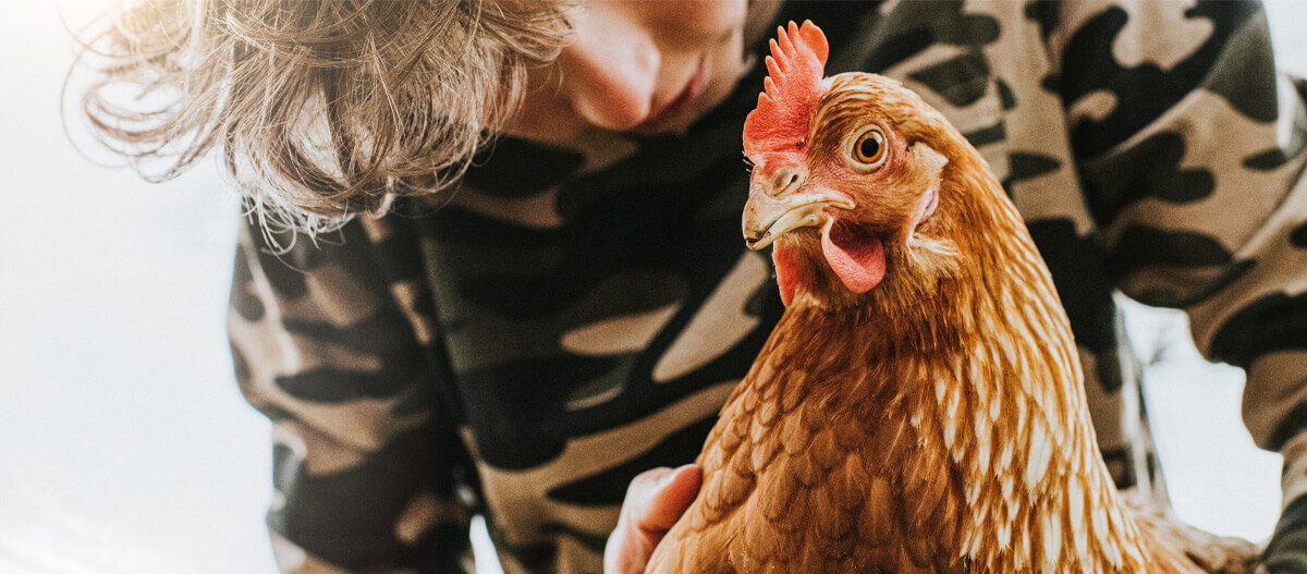 Ein Junge guckt auf Huhn und hält es dabei fest.
