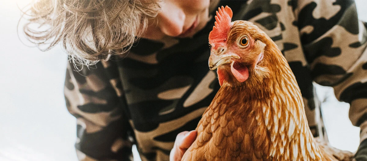 Nahaufnahme eines braunen Huhns, das von einer Person in Tarnkleidung sanft gehalten wird, symbolisiert Tierpflege und Landwirtschaft.