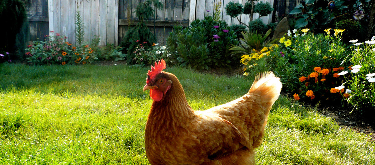 Ein Huhn steht im Garten auf einer Wiese vor einem Blumenbeet Ein Huhn steht im Garten auf einer Wiese vor einem Blumenbeet