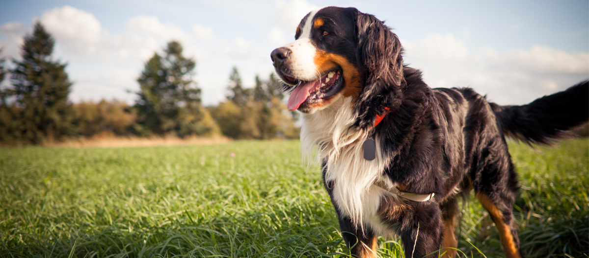 Bernersennenhund steht auf einer Wiese Glücklicher Berner Sennenhund steht auf einer grünen Wiese bei sonnigem Wetter