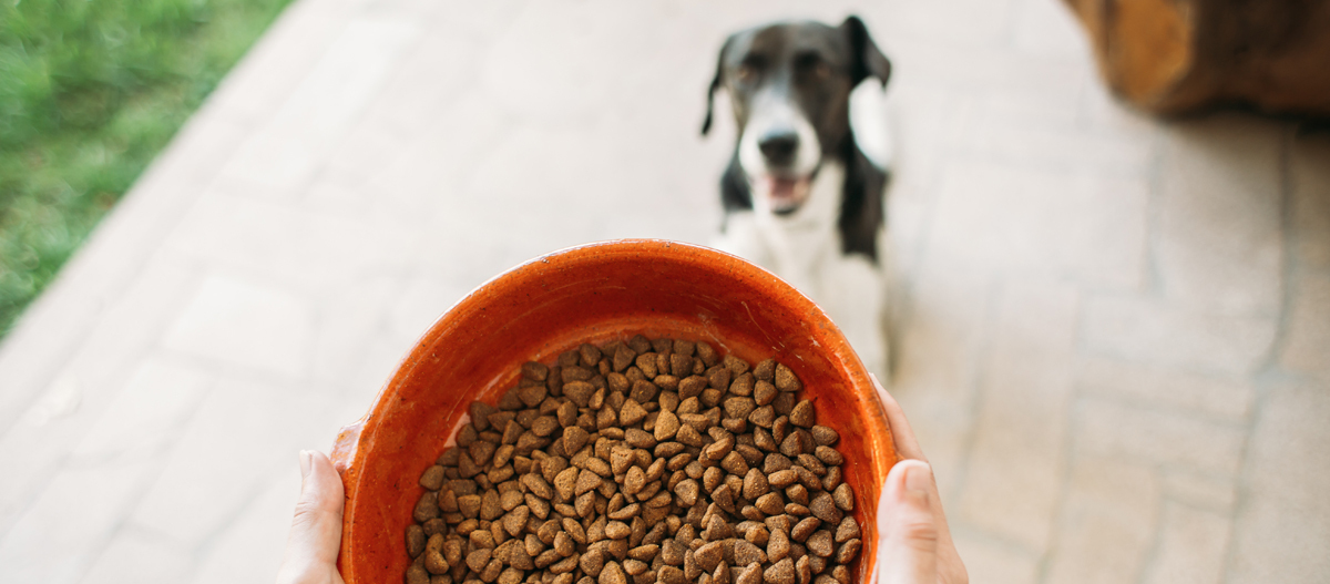 Hund bekommt Futternapf mit Trockenfutter Hund bekommt Futternapf mit Trockenfutter