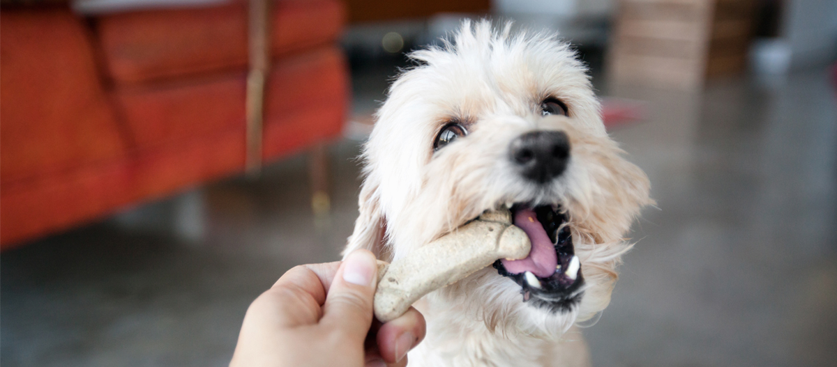 Hund bekommt Kauknochen Kleiner flauschiger Hund beißt begeistert in einen knochenförmigen Hundekeks, der von einer Hand gehalten wird.