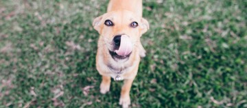 Hund leckt sich über Schnauze
