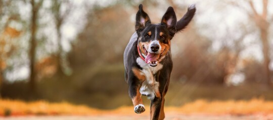 Hund rennt fröhlich Richtung Kamera