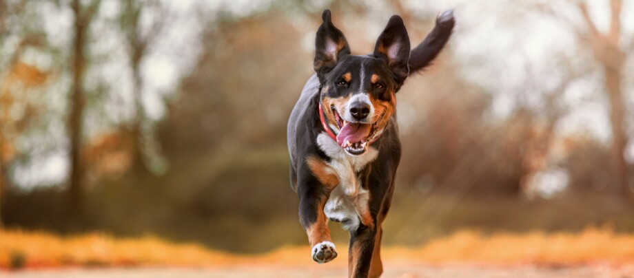 Hund rennt fröhlich Richtung Kamera Hund rennt fröhlich Richtung Kamera