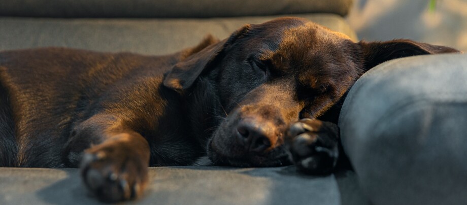 Labrador schläft auf der Couch Labrador schläft auf der Couch