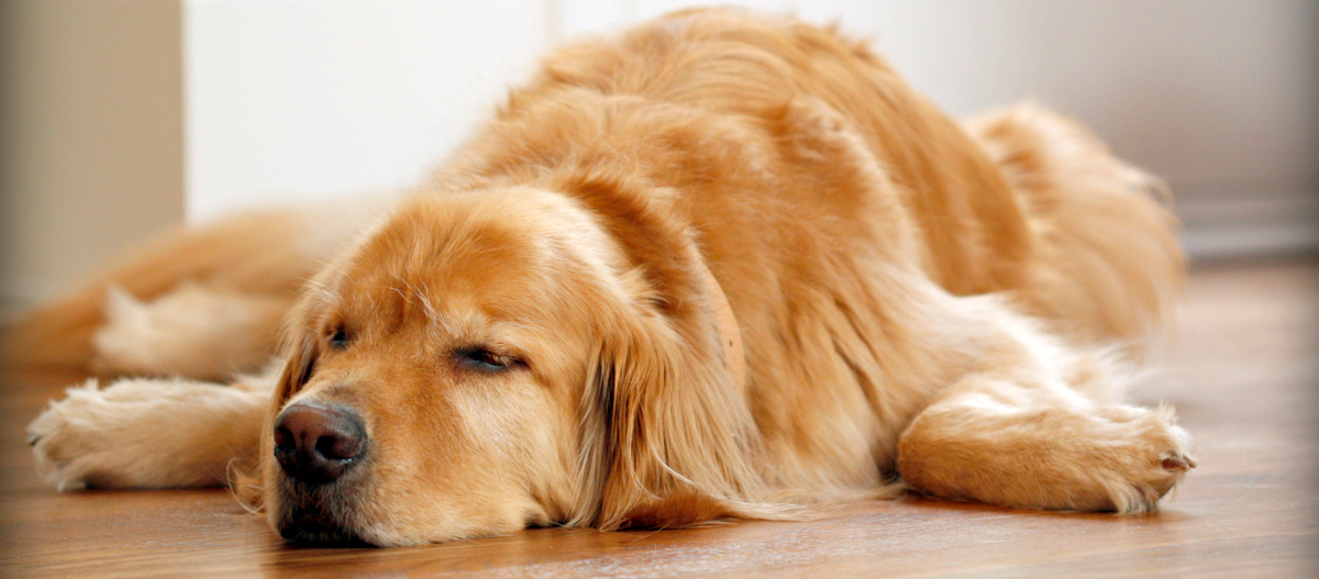 Schlafender Golden Retriever Schlafender Golden Retriever