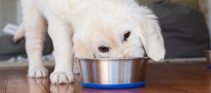 Niedlicher Golden Retriever Welpe, der aus einem Edelstahlnapf mit blauem Rand auf einem Holzboden frisst