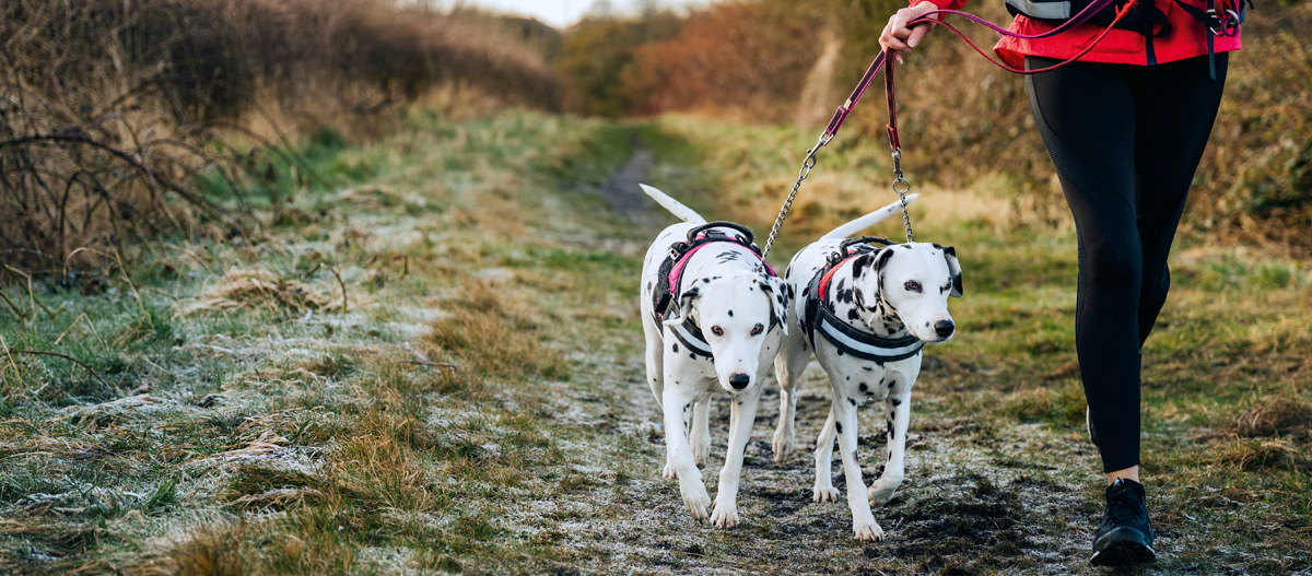 Zwei Dalmatiner laufen an der Leine Person geht mit zwei Dalmatiner-Hunden an der Leine auf einem Waldweg bei frostigem Wetter spazieren