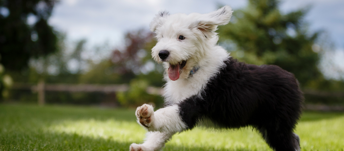 Bobtail läuft im Garten Bobtail läuft im Garten