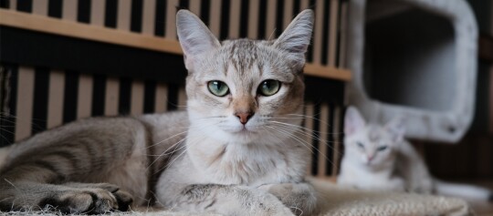 Zwei ruhende Katzen mit grauem Fell und grünen Augen in einem gemütlichen Innenraum, eine Katze im Vordergrund fokussiert.