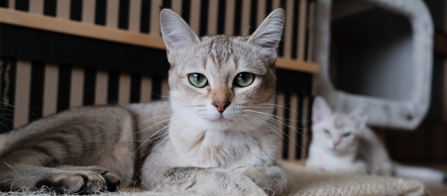 Zwei ruhende Katzen mit grauem Fell und grünen Augen in einem gemütlichen Innenraum, eine Katze im Vordergrund fokussiert.