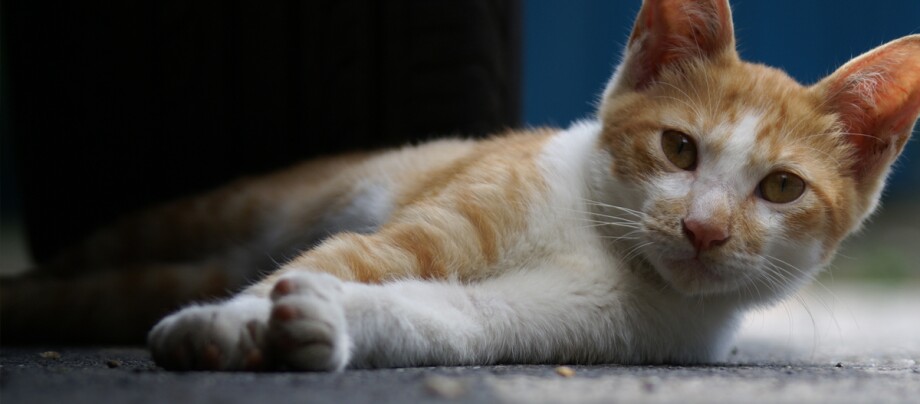 Nahaufnahme einer entspannten orange-weißen Katze, die auf dem Boden liegt und direkt in die Kamera schaut