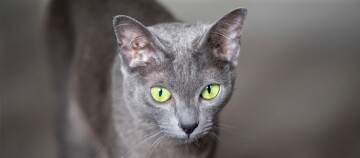 Nahaufnahme einer grauen Kurzhaarkatze mit leuchtend grünen Augen und aufmerksamem Blick