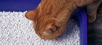 Rote Katze schnuppert an blauer Katzentoilette mit weißem Klumpstreu