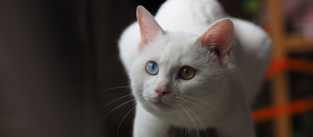 Khao-Manee klettert auf dem Gelände