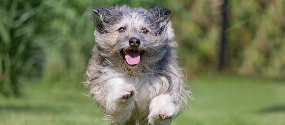 Löwchen rennt im Freien Löwchen rennt im Freien