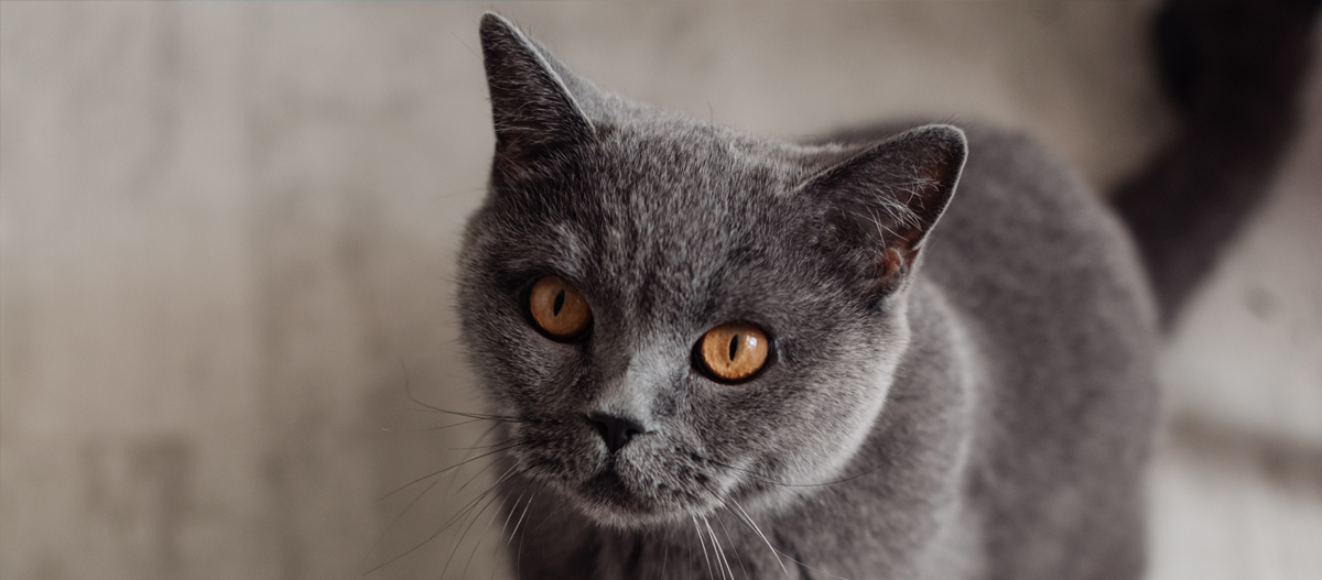 Nebelung blickt auf Nahaufnahme einer grauen Katze mit bernsteinfarbenen Augen und dichtem Fell, die aufmerksam in die Kamera schaut