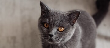 Nahaufnahme einer grauen Katze mit bernsteinfarbenen Augen und dichtem Fell, die aufmerksam in die Kamera schaut