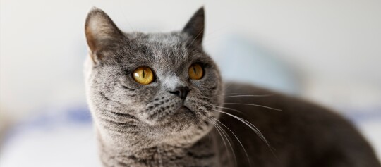 Nahaufnahme einer grauen Britisch-Kurzhaar-Katze mit bernsteinfarbenen Augen und dichtem Fell
