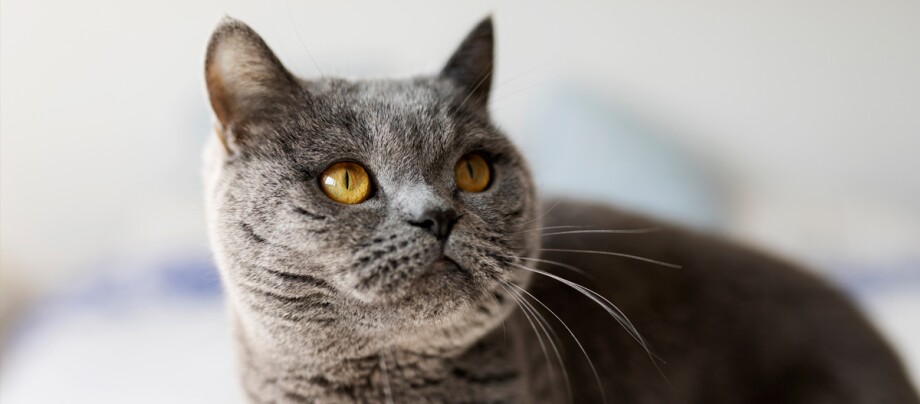 Nebelung schaut nach rechts Nahaufnahme einer grauen Britisch-Kurzhaar-Katze mit bernsteinfarbenen Augen und dichtem Fell