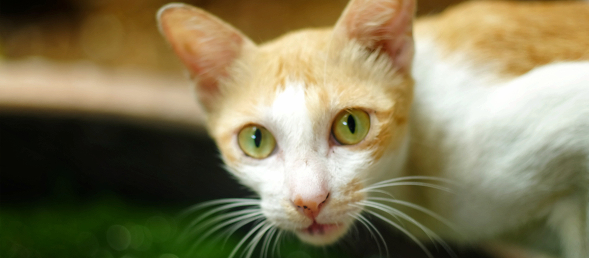 Nahaufnahme einer orange-weißen Katze mit grünen Augen und langen Schnurrhaaren, die neugierig in die Kamera schaut