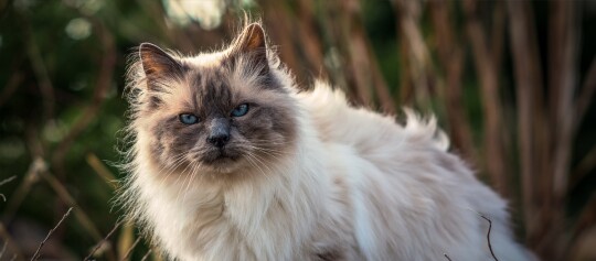 Flauschige Katze mit blauen Augen und grauem Gesicht im Freien vor unscharfem Hintergrund