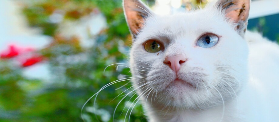 Nahaufnahme einer weißen Katze mit Heterochromie, einem blauen und einem goldbraunen Auge, im Garten mit grünem Hintergrund.