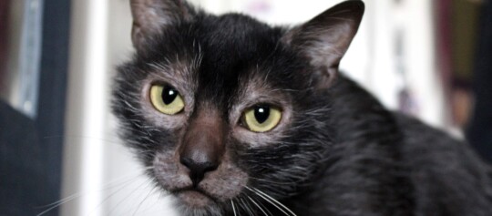 Nahaufnahme einer schwarzen Katze mit gelb-grünen Augen und neugierigem Blick