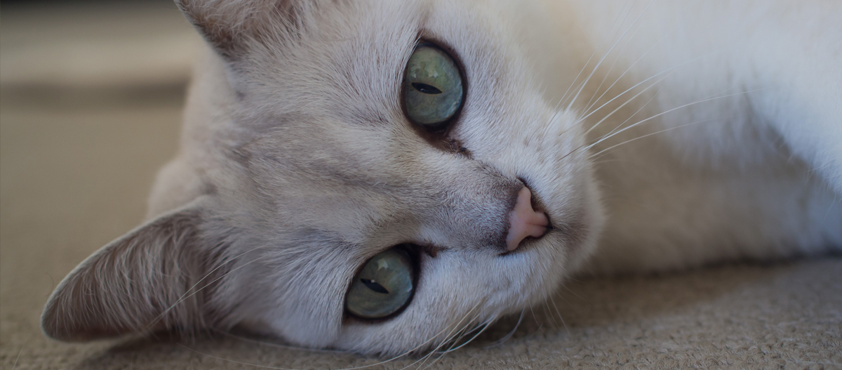 Weiße Burmillakatze liegt auf dem Boden