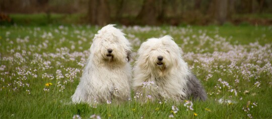 Zwei Old English Sheepdogs sitzen in einem blühenden Wiesenfeld mit lila und gelben Wildblumen.
