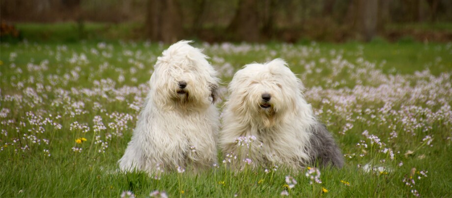 Zwei Bobtails sitzen auf der Wiese Zwei Old English Sheepdogs sitzen in einem blühenden Wiesenfeld mit lila und gelben Wildblumen.