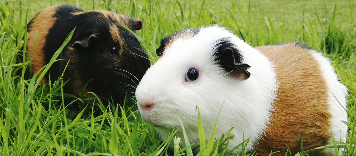 Zwei Meerschweinchen sitzen auf der Wiese Zwei Meerschweinchen sitzen auf der Wiese