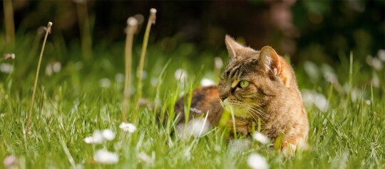 Nahaufnahme einer getigerten Katze, die auf einer grünen Wiese mit weißen Blumen liegt