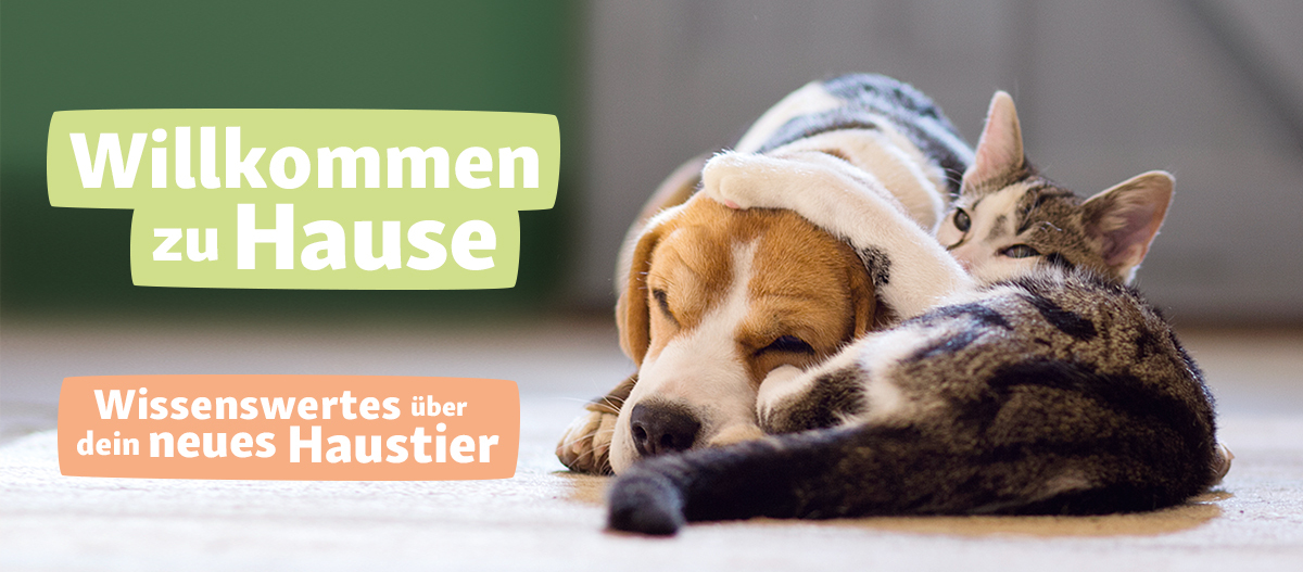 Neues Haustier - Willkommen zu Hause Beagle-Hund und getigerte Katze kuscheln zusammen auf dem Boden – Willkommen zu Hause und Wissenswertes über dein neues Haustier