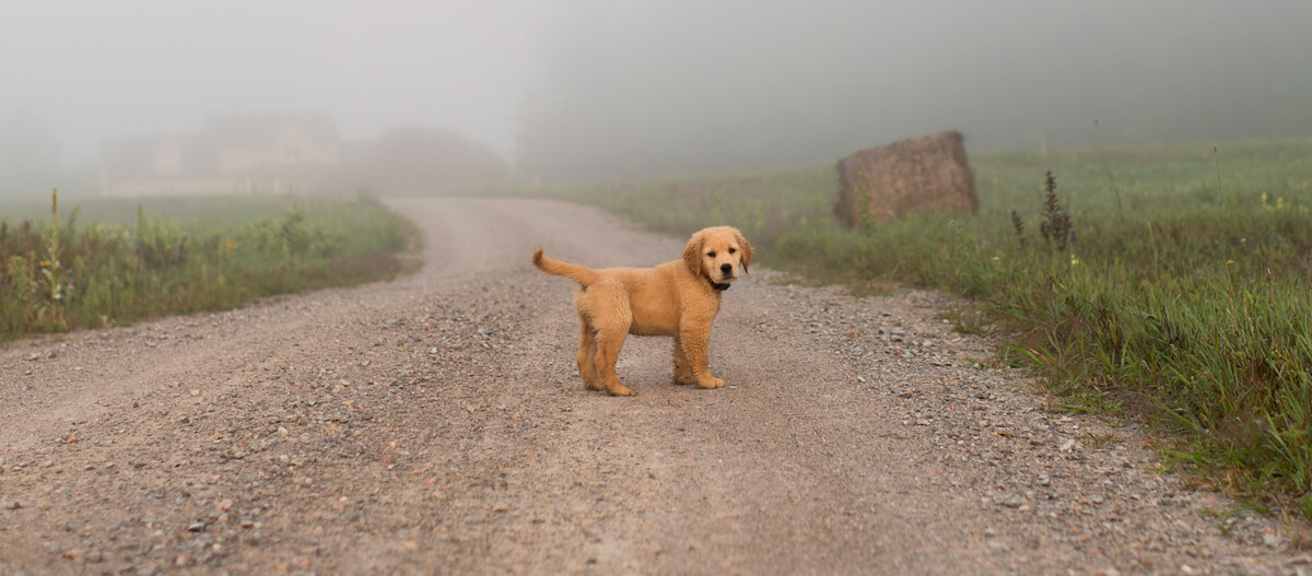 Golden-Retriever Welpe verirrt sich Ein junger Golden Retriever Welpe steht auf einem geschwungenen Kiesweg in ländlicher Umgebung mit Nebel und Heuballen im Hintergrund.