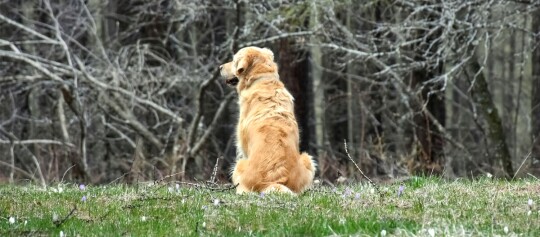 Goldener Retriever sitzt auf einer blühenden Wiese und blickt in einen kahlen Wald im Frühling