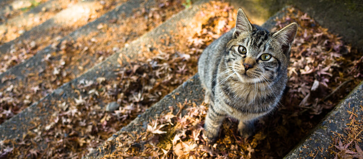 Katze sitzt auf der Treppe Katze sitzt auf der Treppe