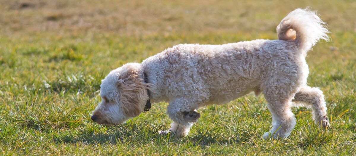 Labradoodle läuft auf der Wiese Labradoodle läuft auf der Wiese