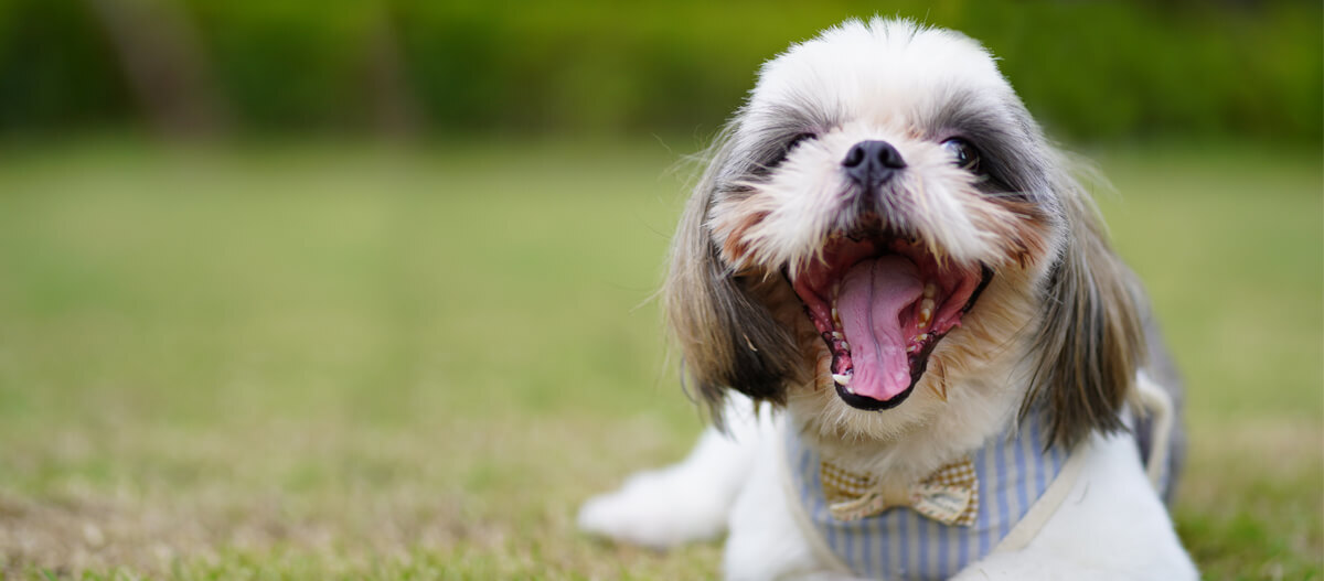 Löwchen sitzt auf der Wiese Löwchen sitzt auf der Wiese