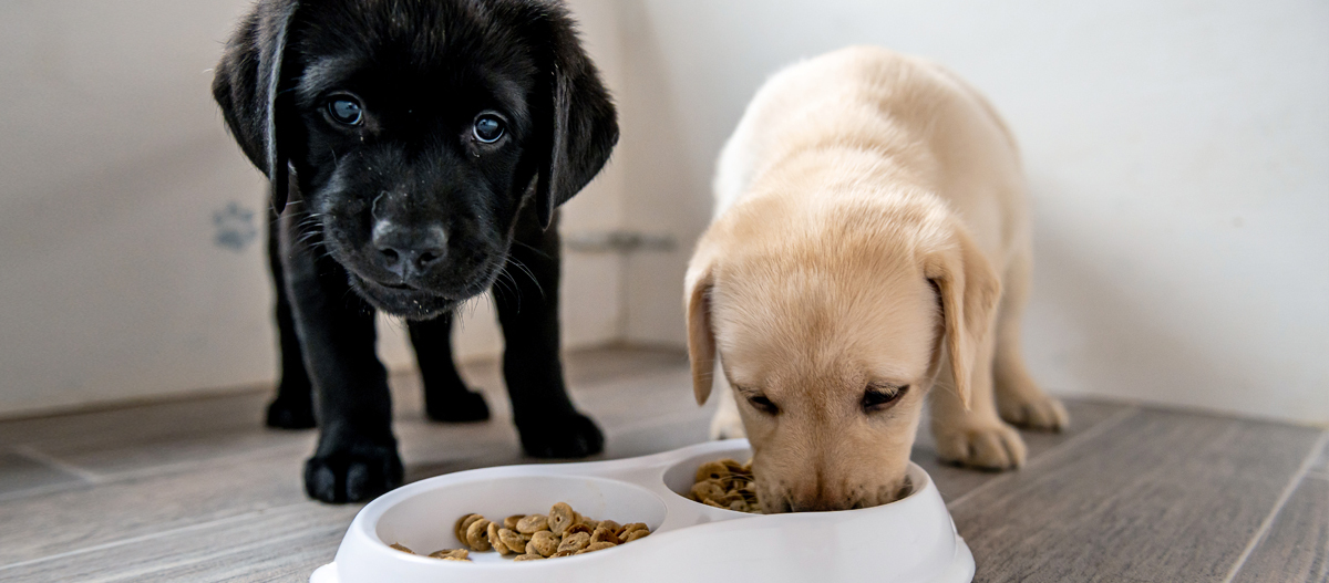 Hundewelpen fressen vom Napf Zwei Labrador-Welpen, ein schwarzer und ein gelber, fressen Trockenfutter aus einem weißen Futternapf auf einem Fliesenboden.