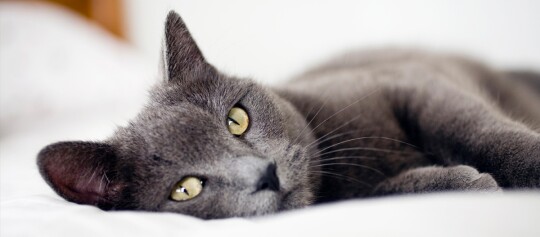 Graue Katze mit gelb-grünen Augen liegt entspannt auf weißer Decke, Nahaufnahme