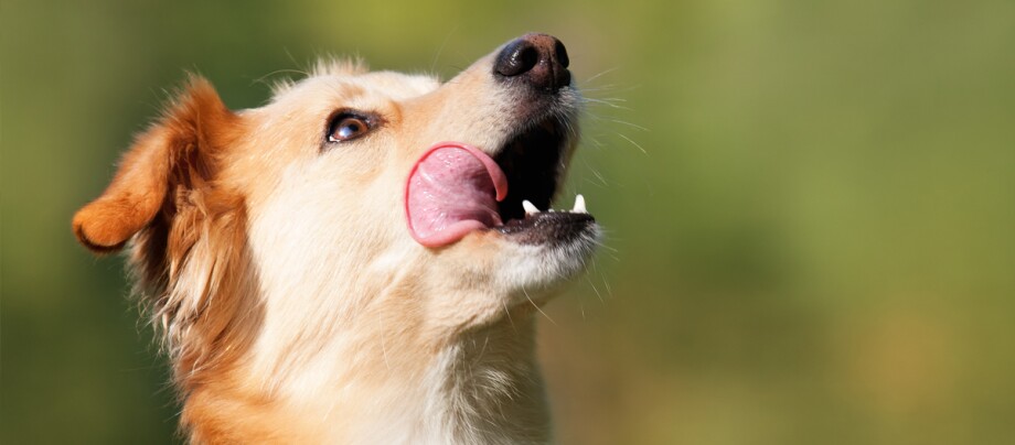 Labrador blickt auf Nahaufnahme eines hellbraunen und weißen Hundes, der sich die Nase leckt, mit grünem unscharfem Hintergrund im Freien
